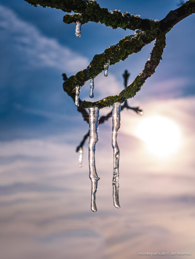 Eiszapfen am Baum