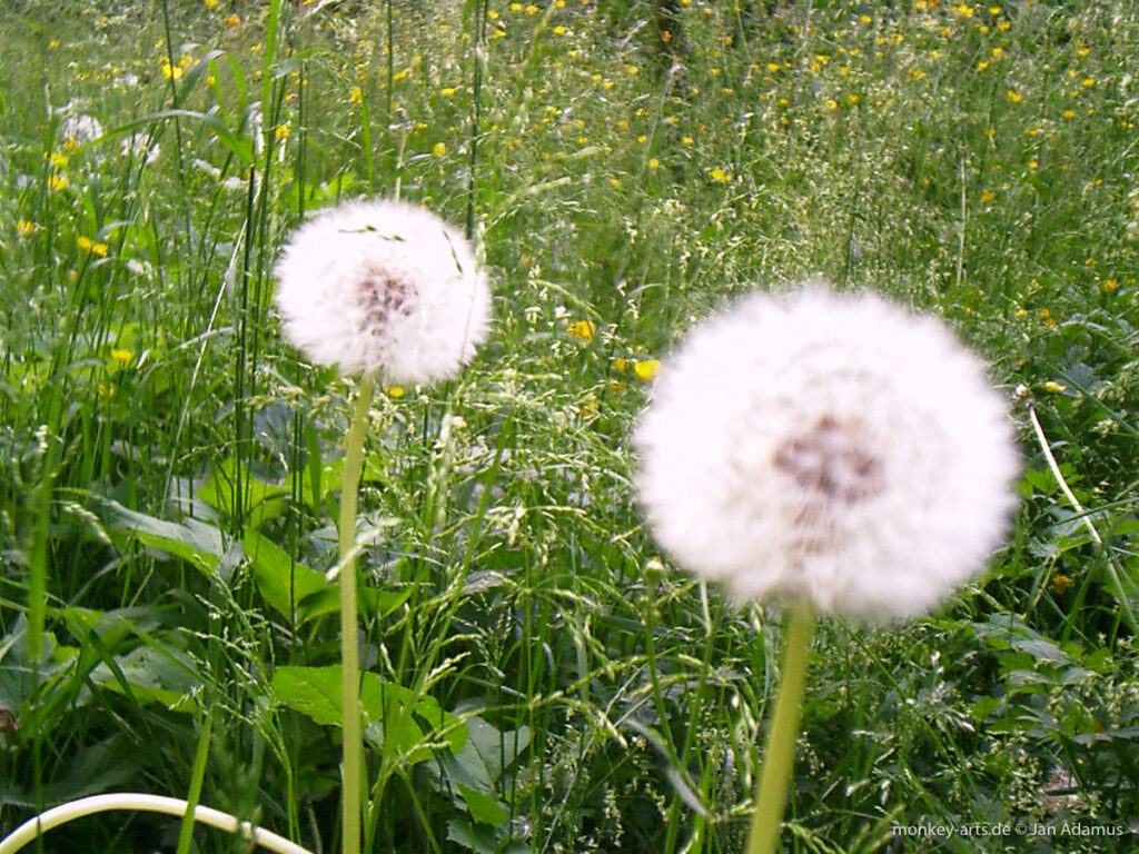 Foto von Pusteblumen