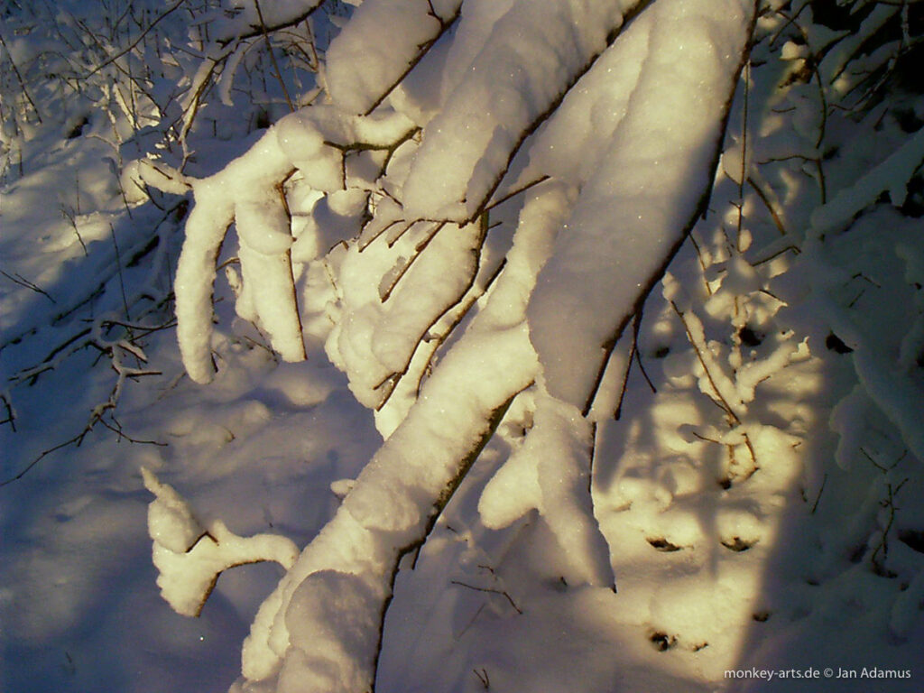 Schnee auf Ästen