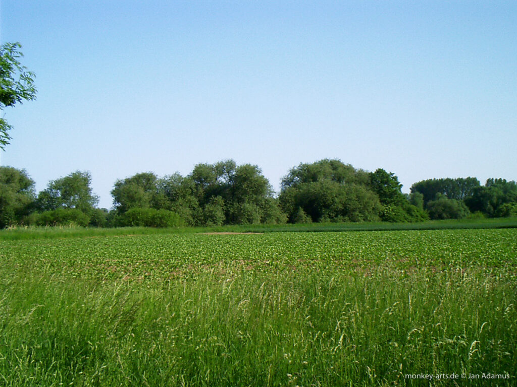 Foto von Bäumen hinter einem Feld
