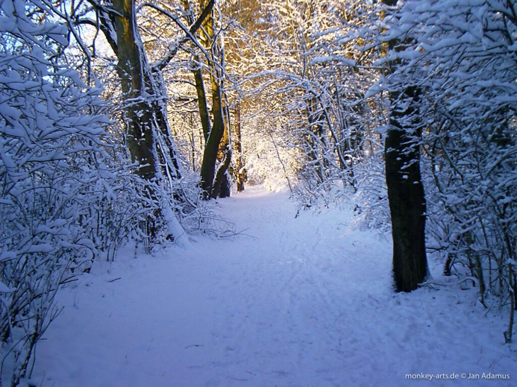 Wald im Schnee