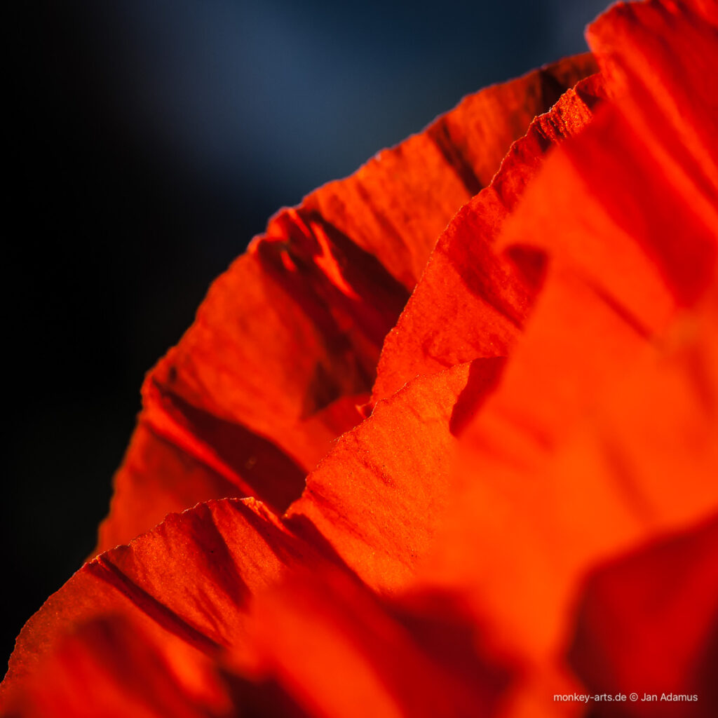 Rote Blüte Nahaufnahme