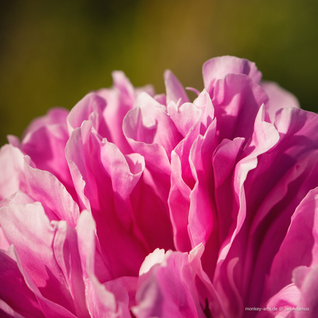 Rosa Blüte Nahaufnahme 
