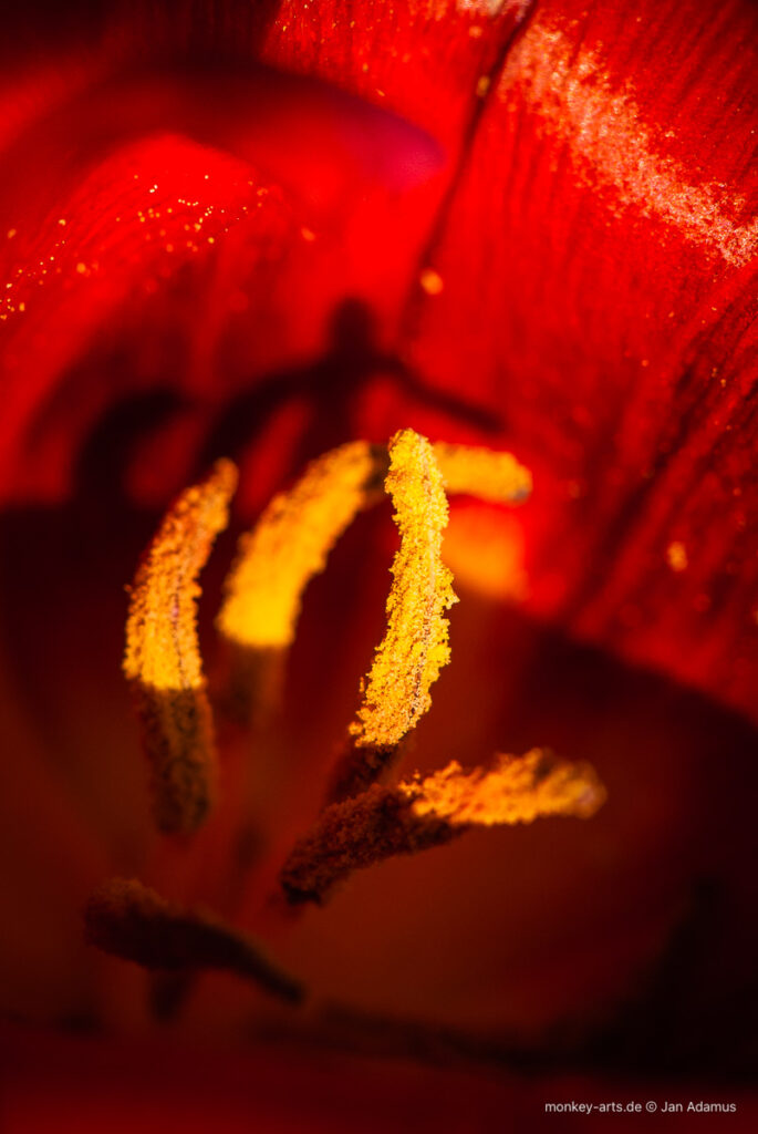 Gelbe Blütenstempel in Roter Blüte