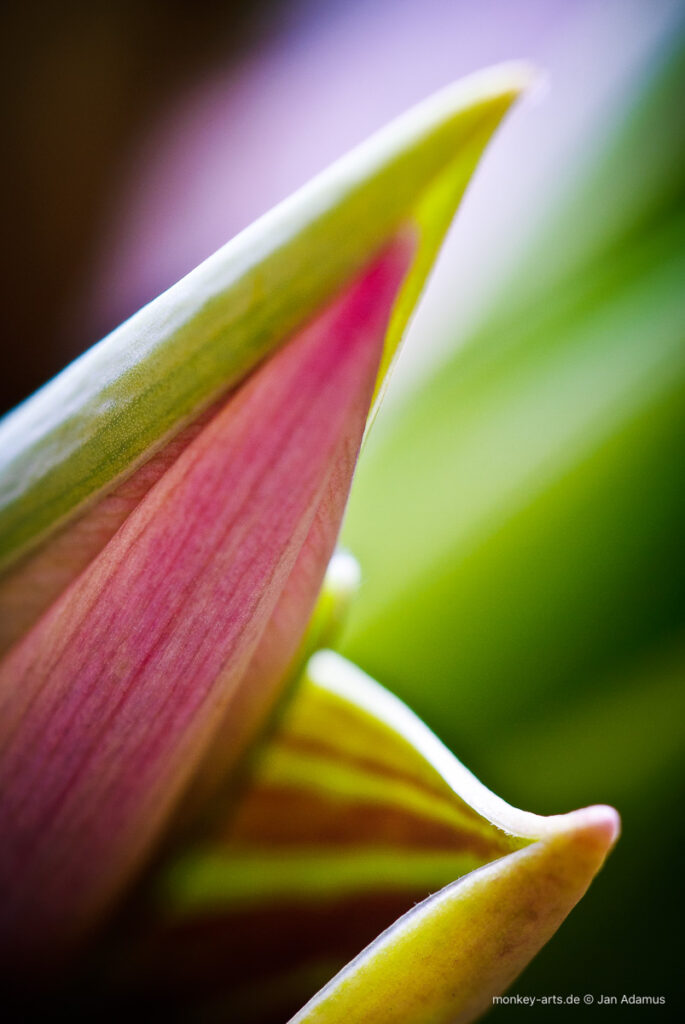 Geschlossene Grün Rosa Blüte Nahaufnahme 